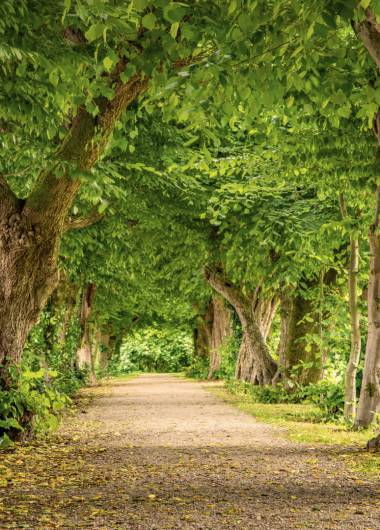 tree alley in schaerding 