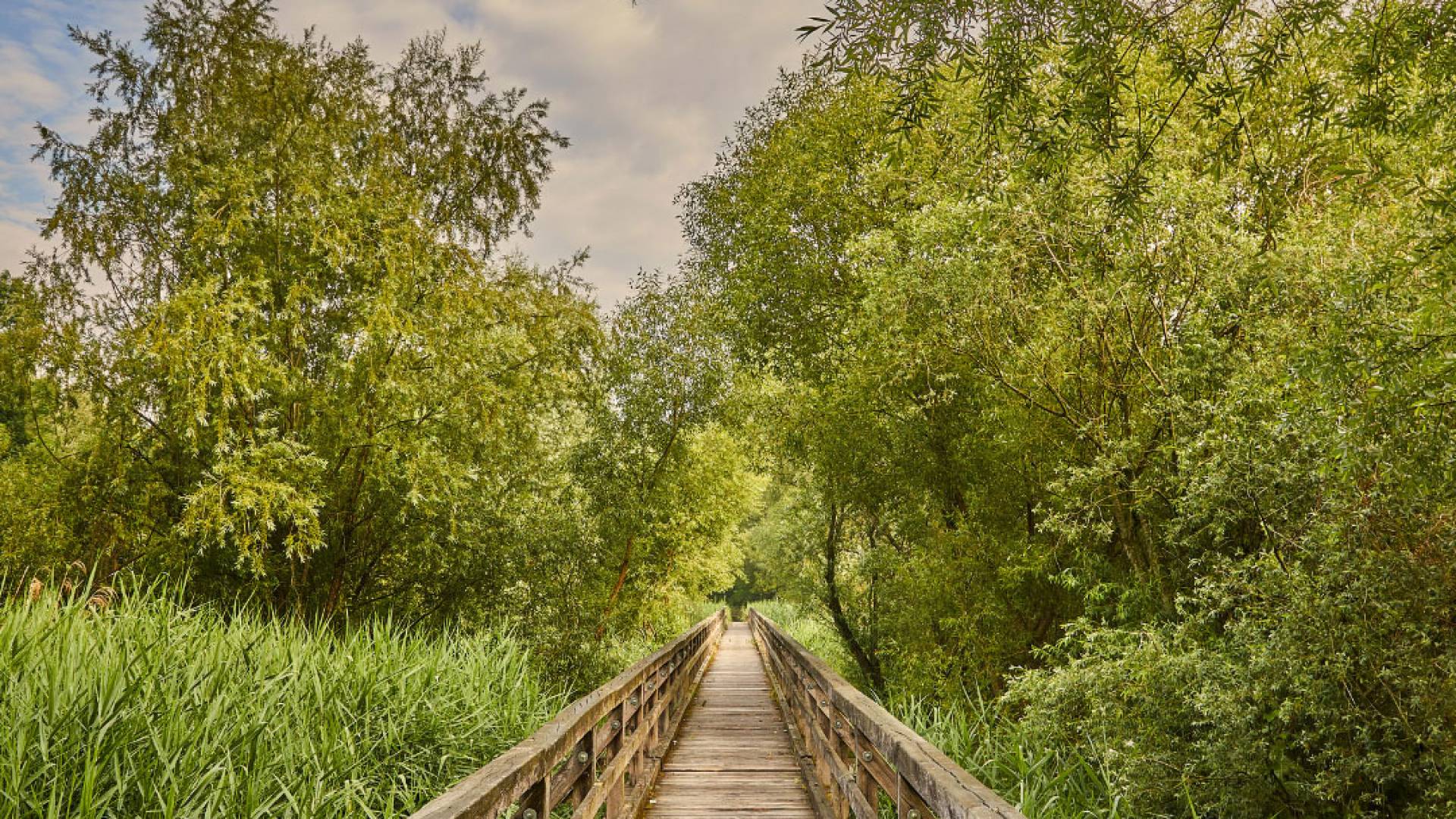 wooden bridge